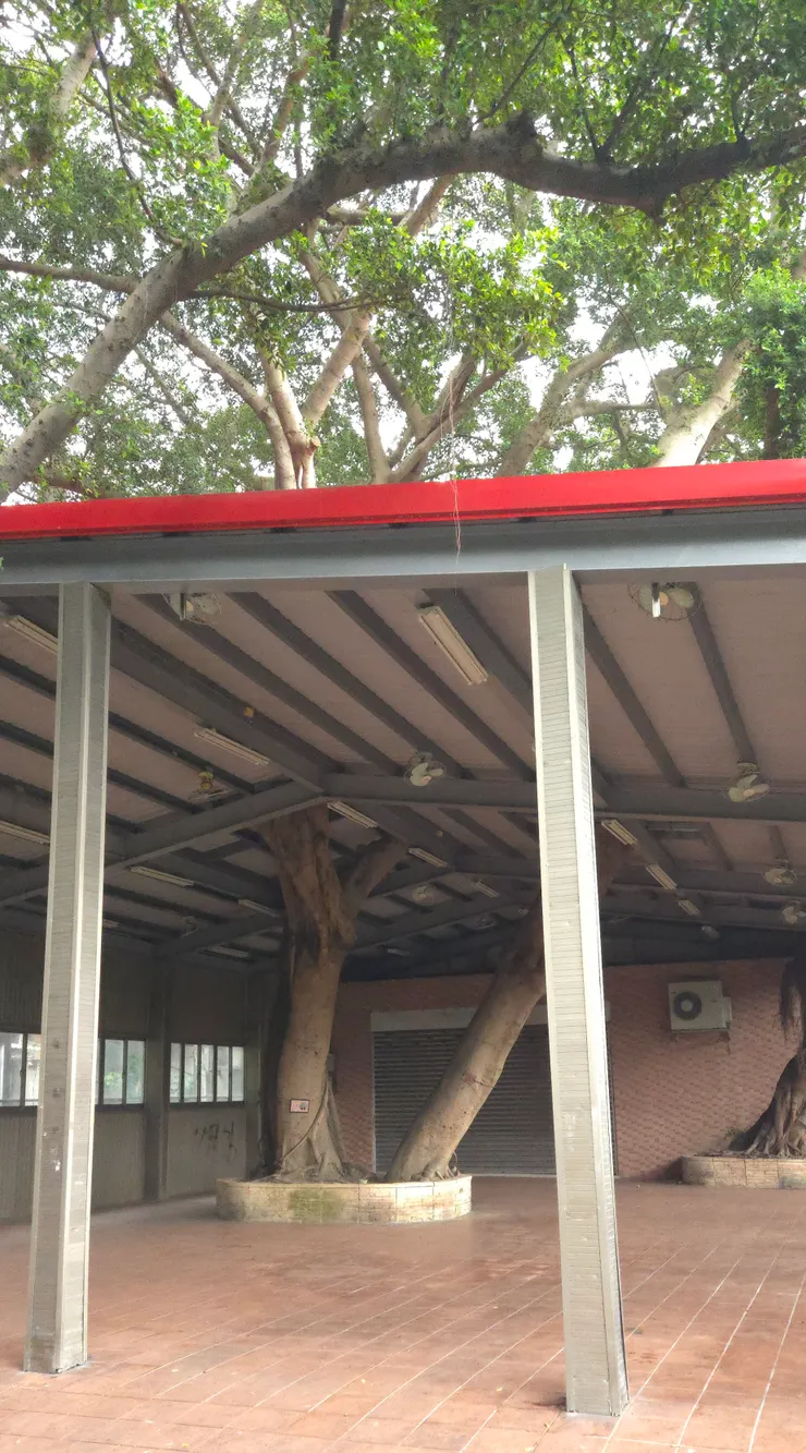 老榕樹的穿越史！