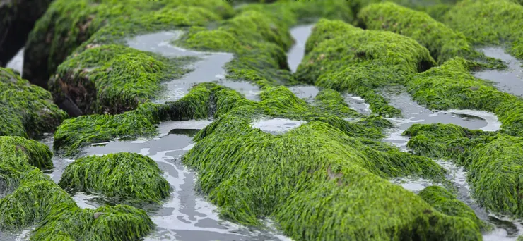 春日老梅石槽像極了抹茶蒙布朗