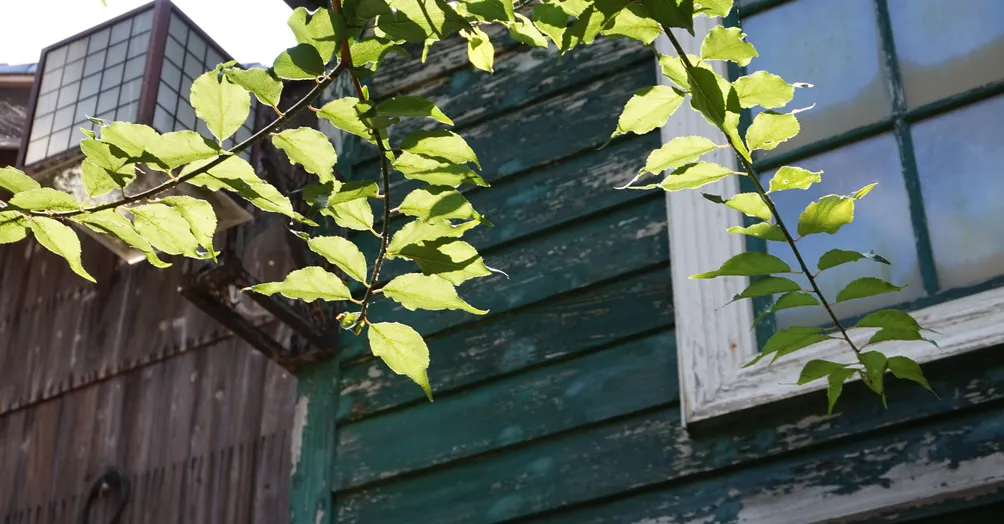 Ciao Chiao's talk 巧悄說