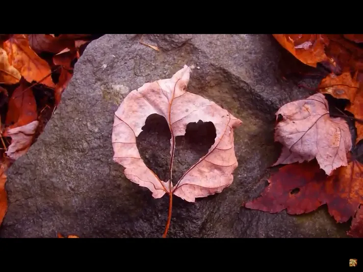 愛裡沒有懼怕，愛既完全，就把懼怕除去。約翰一書 4: 18（網路圖片）