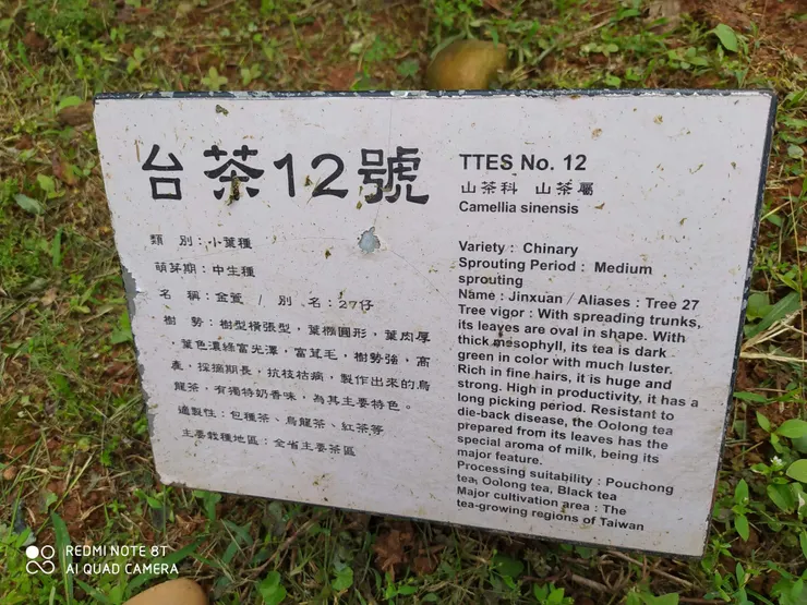 台茶12號<金萱>告示牌