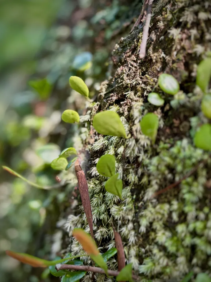 樹幹上生氣勃勃的苔蕨