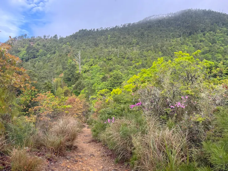只有羅葉尾山天氣好，有藍天白雲，偶而還有太陽出現！ 