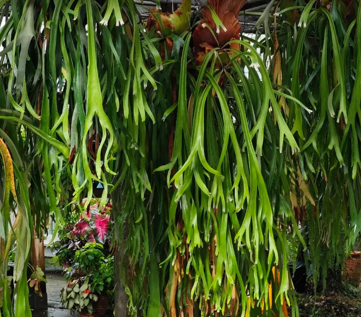 鹿角蕨 從小苗的施肥與澆水到變成大苗