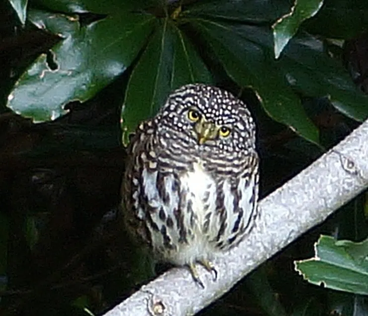 ▲台中「大雪山國家森林遊樂區」/圖片來源：Betty's Jump Diary