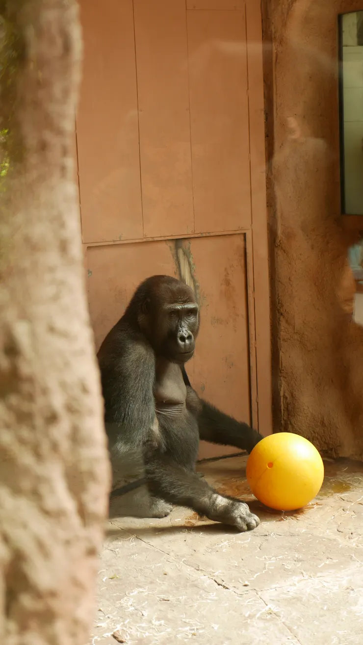 金剛您需要照片嗎