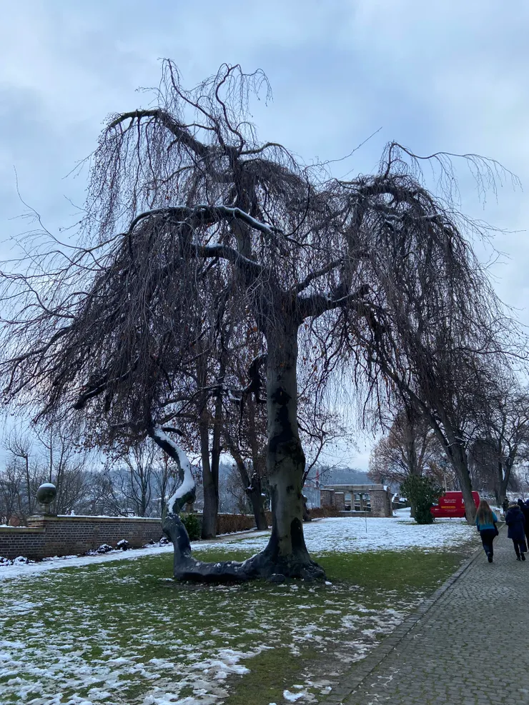 花園中的樹，讓我想起哈利波特的渾拚柳，很猖狂的樹枝