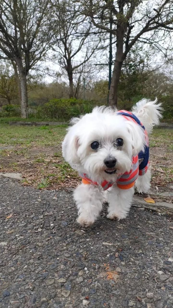 波奇曾是阿嬤的小公主(安妮小姐提供)