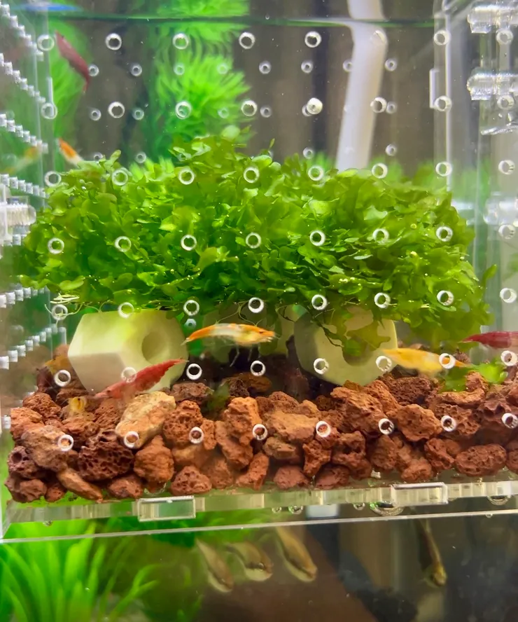 怪蕨莫斯很好養