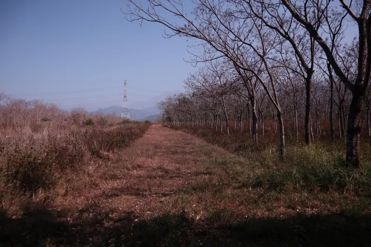 與自行車道交叉的樹林小徑