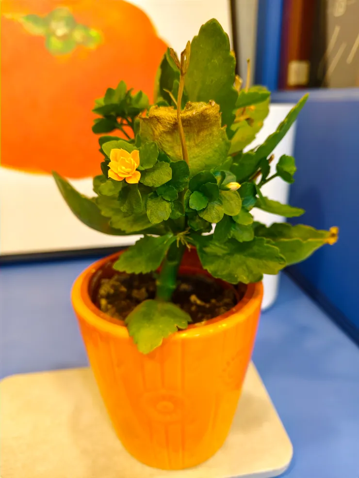 已凋謝的長壽花中再開出一朵小橘花