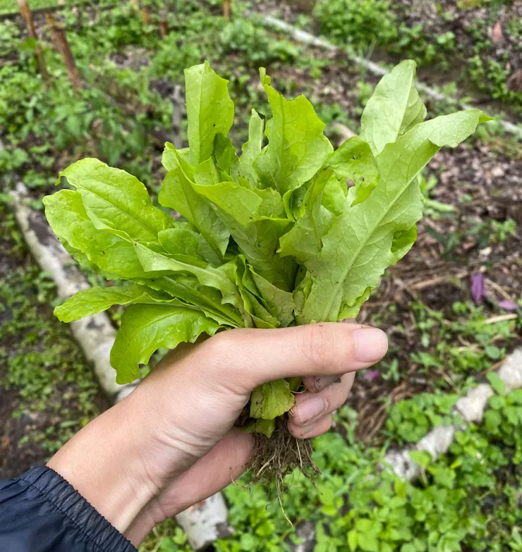 收成尖葉萵苣，但對我而言是有些失敗的