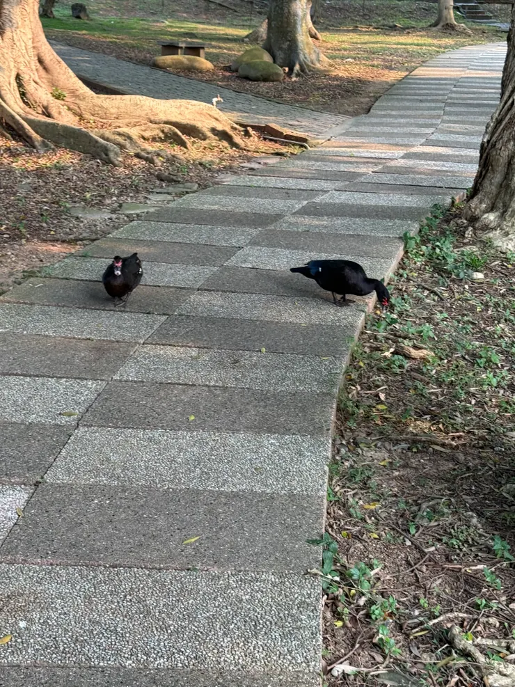2026/04/14 散步時遇到的鴨子