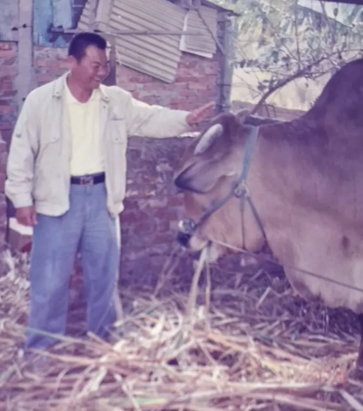在台中龍井與大黃牛邂逅