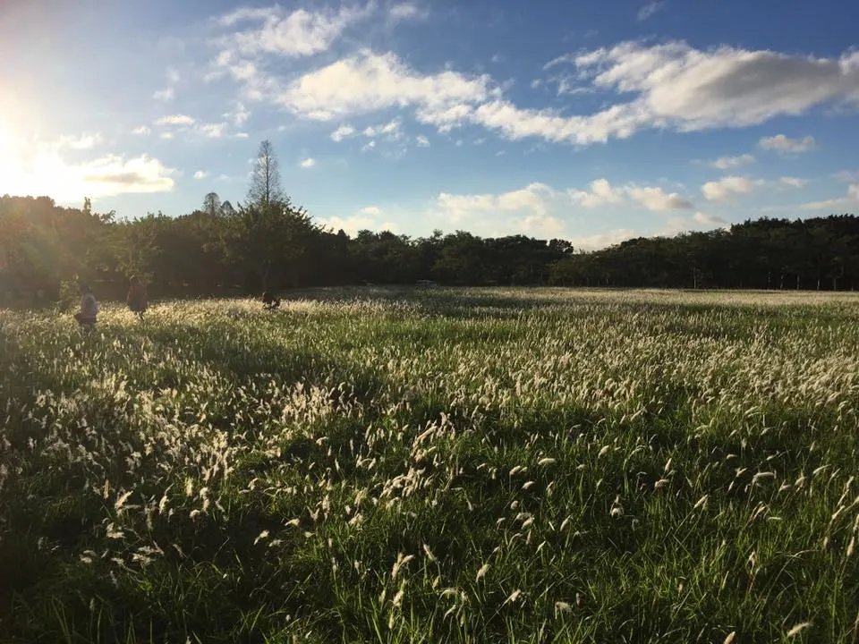 Malini-啟動生命之光