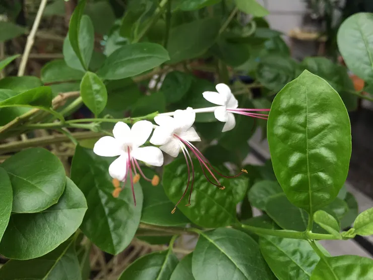 苦林盤的花也很好看