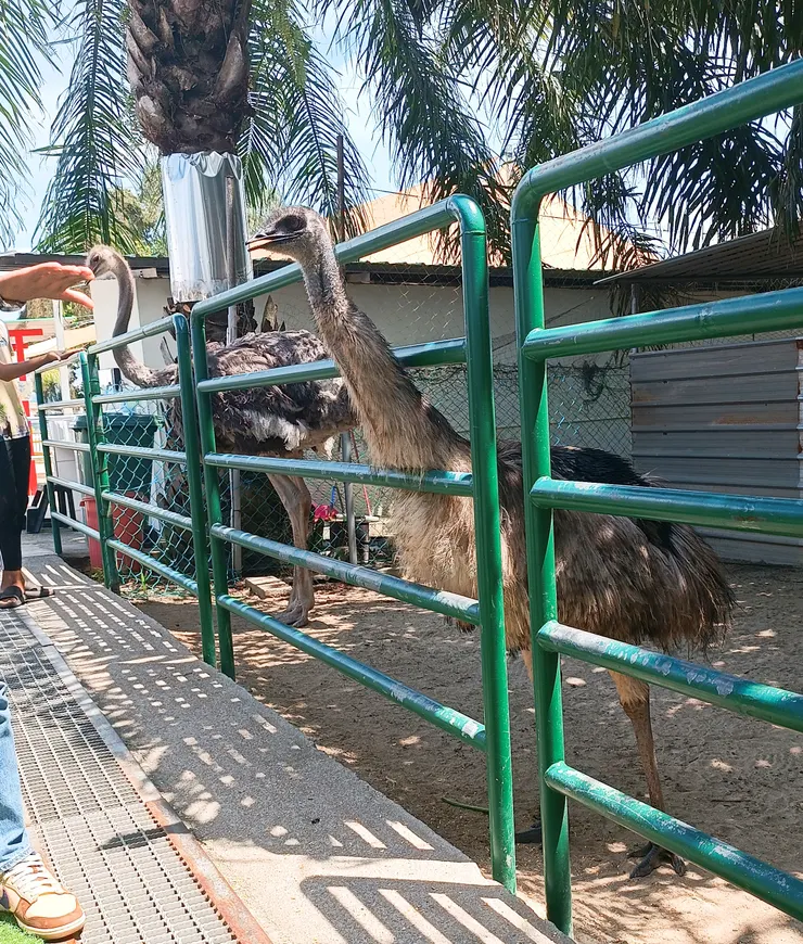 敬業的鴕鳥。