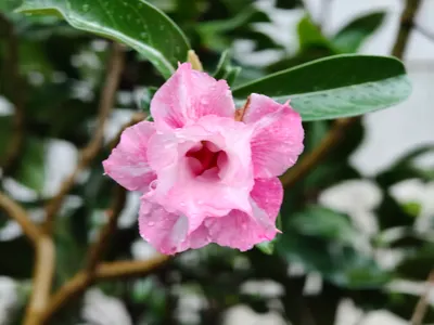 嘉義，終於下雨了...