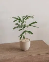 圖非當事小豆樹