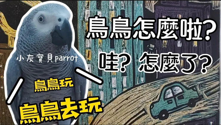 圖片來源:YouTube 灰鸚鵡小灰寶貝 https://youtu.be/qp3z2GrMR04 https://www.potatomedia.co/s/awyUcT90
