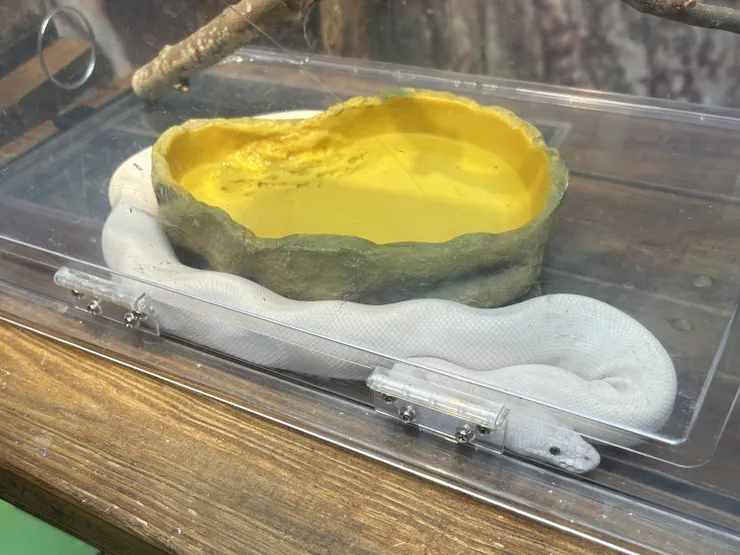 白蛇