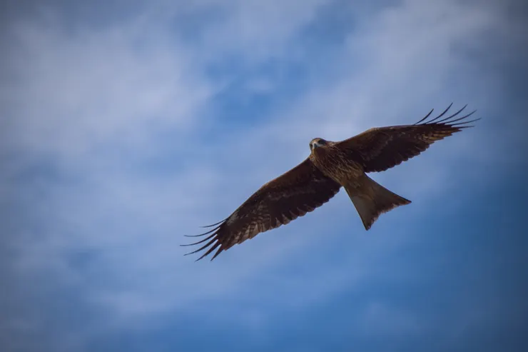 京都鴨川旁邊很容易看到老鷹,這對在台灣很少看到猛禽類的我很是新奇,希望我的心也能自在的翱翔於青空。