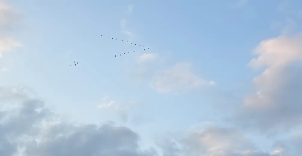 家有雙子與獅子