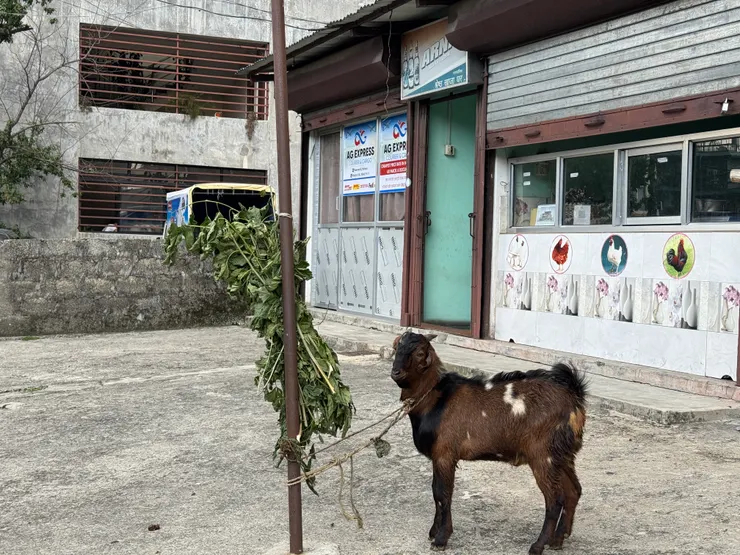 當地的肉販會現殺動物
