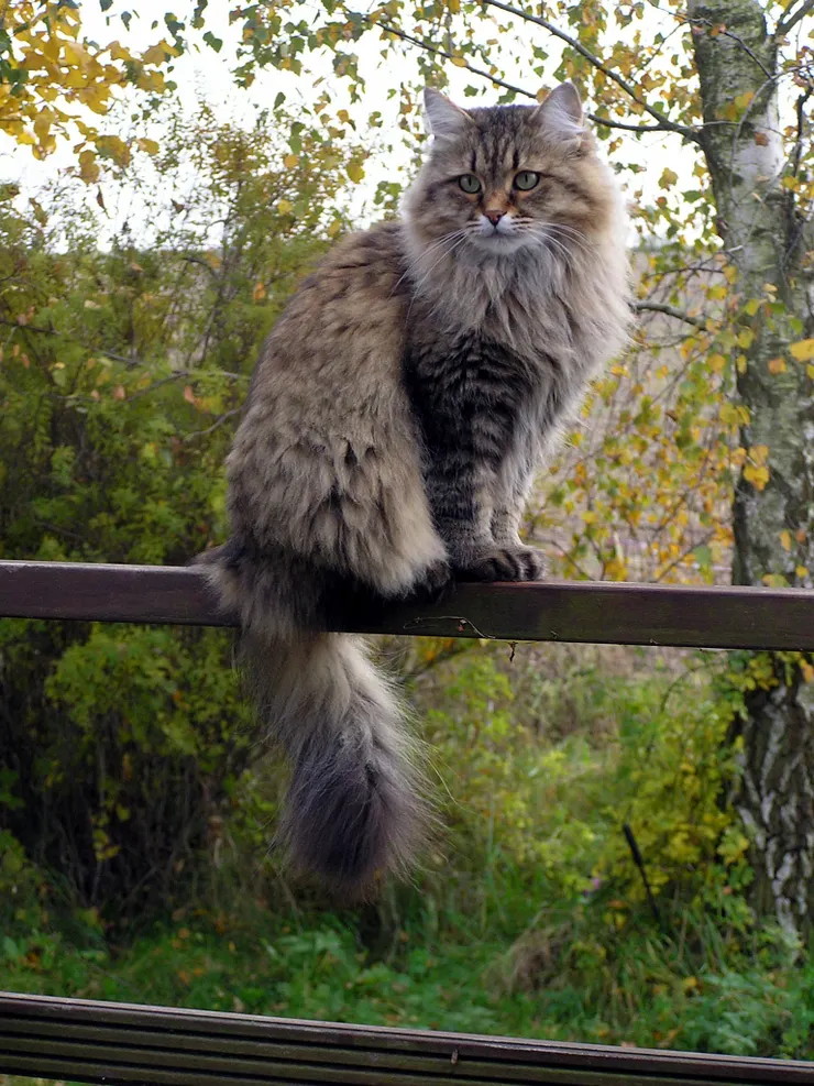 Siberian cat