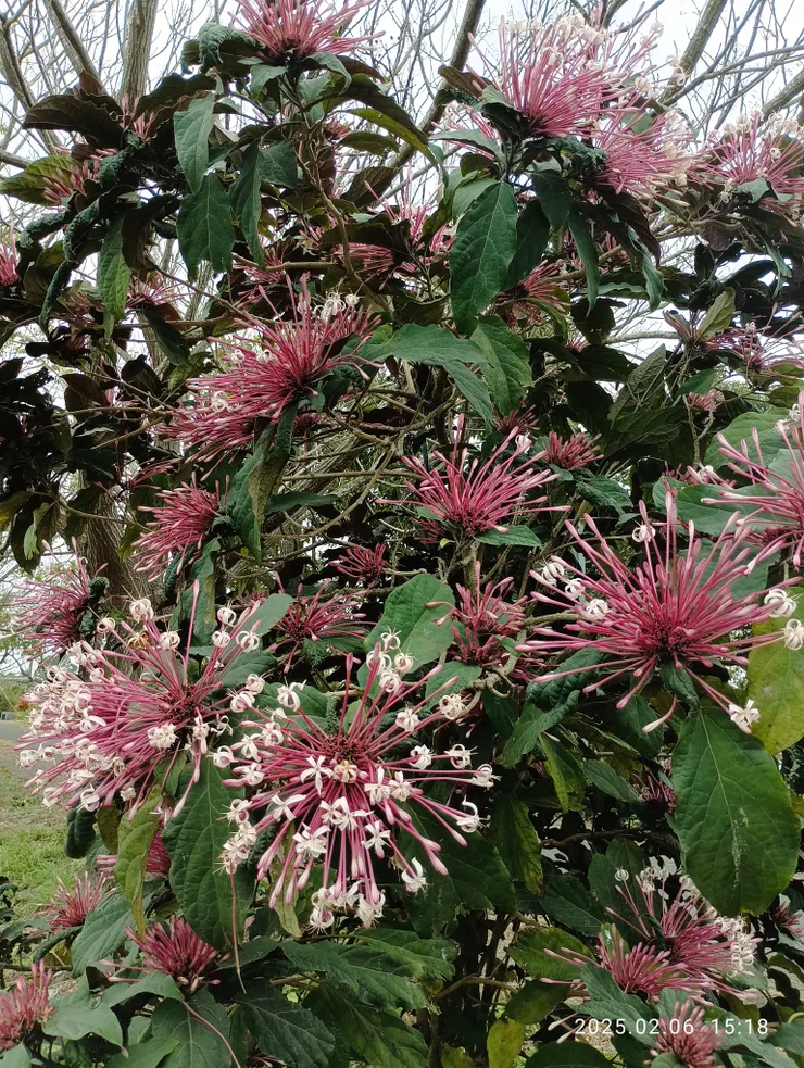 盼生之刻刻如火樹銀花般閃爍