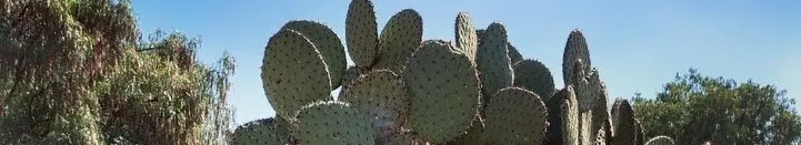 Yo soy Hüichin 的沙龍