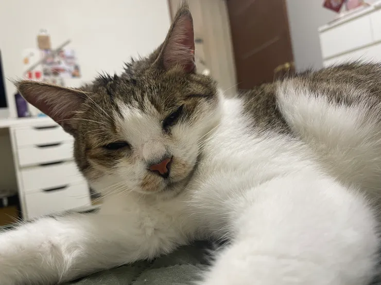 被摸舒服就有這種迷茫的眼神