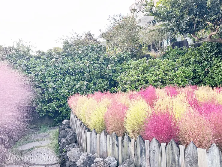 可愛又鮮豔的波波草