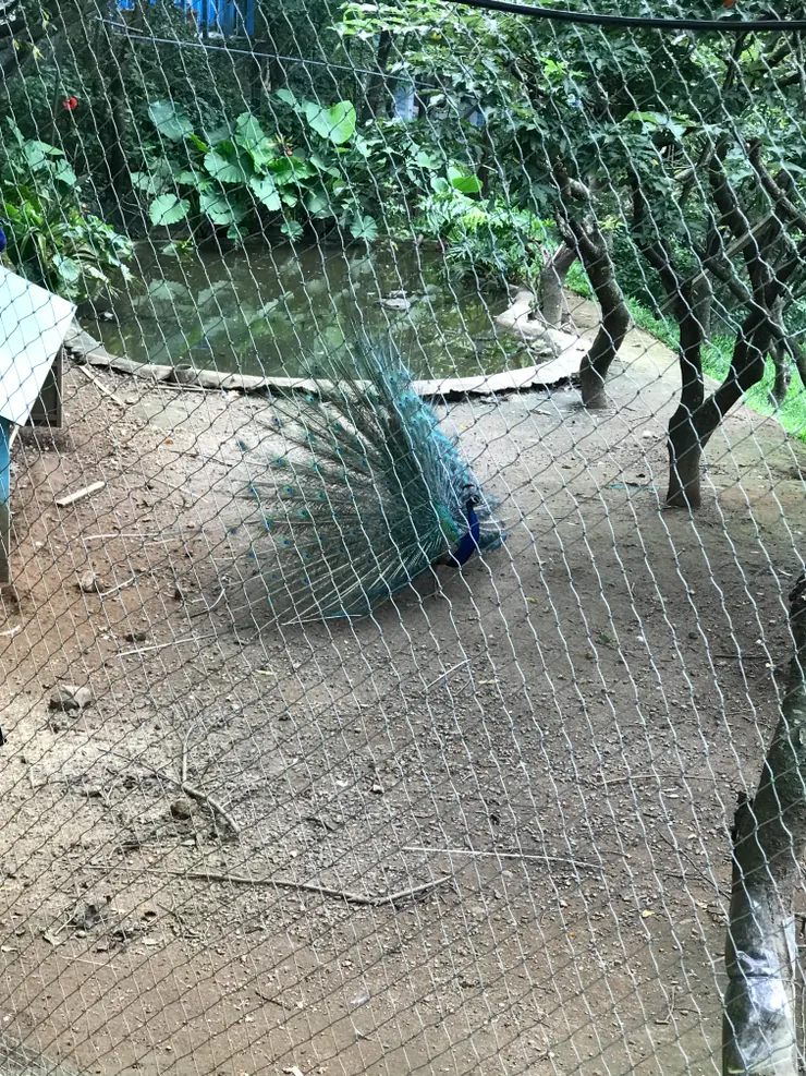 荷花池畔旁的孔雀園，有很多隻，幸運的話可看到開屏喔
