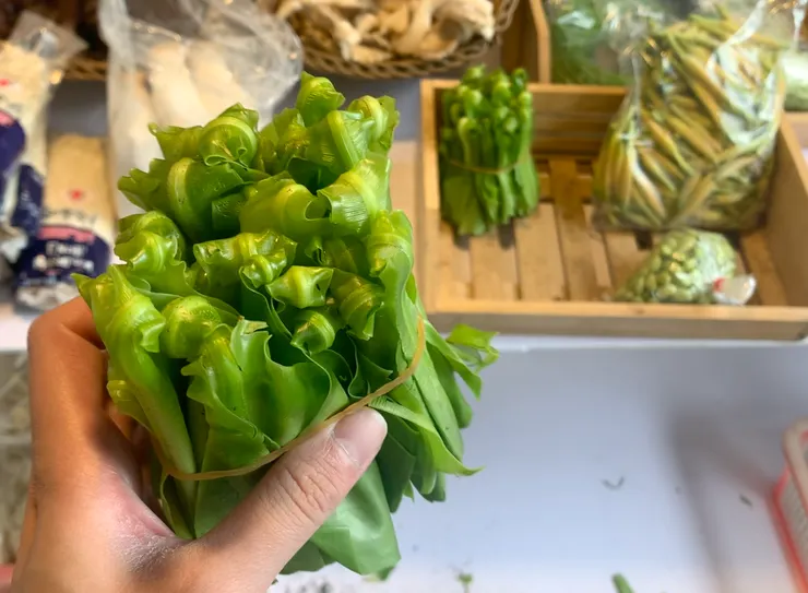 我猜 這是山蘇？