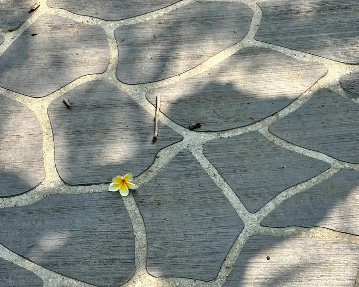 鋪面的紋理、穿過樹葉的陽光紋理，都是路徑。｜2025.04.03拍攝