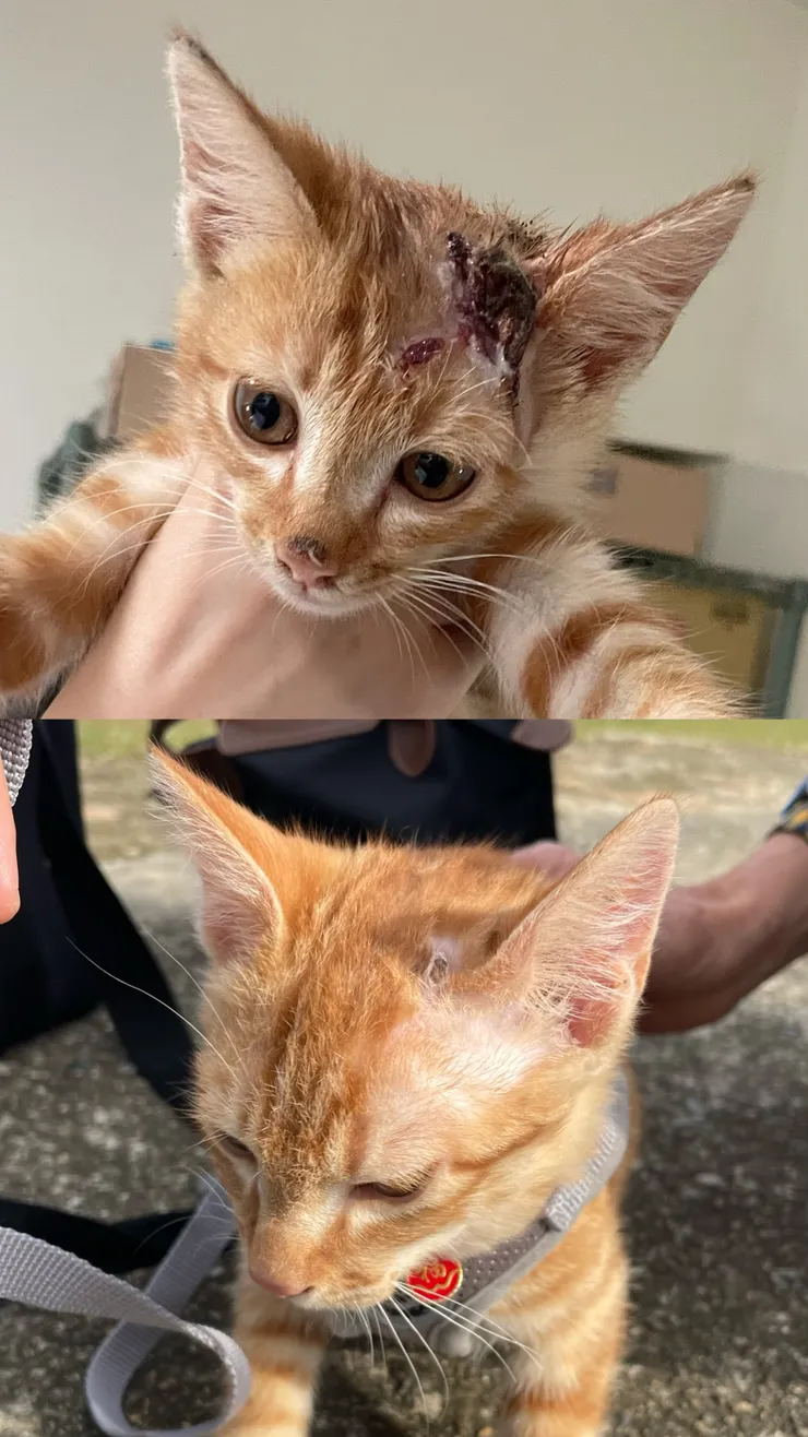 經過一個月的休養，頭上的傷口已經癒合