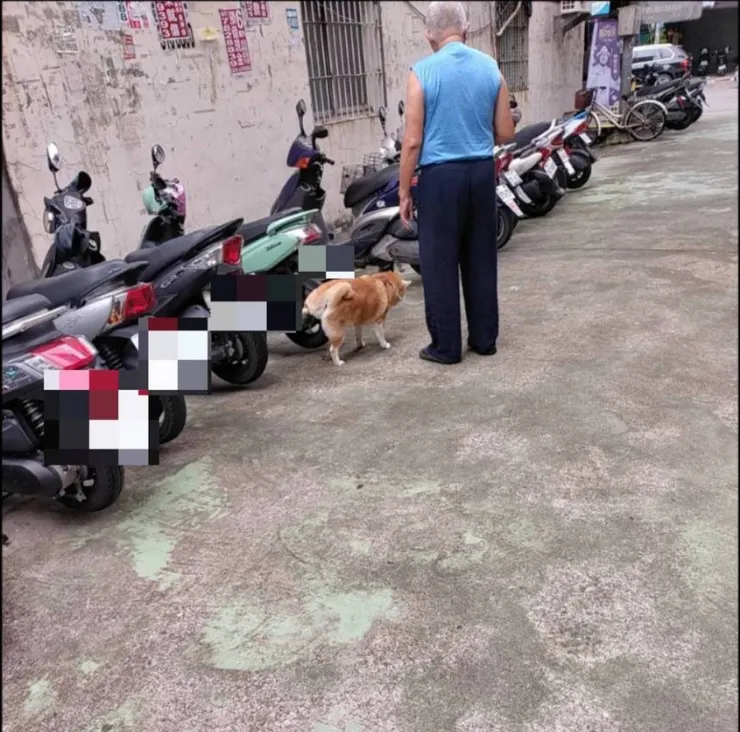 偷尿尿的柴犬🤣