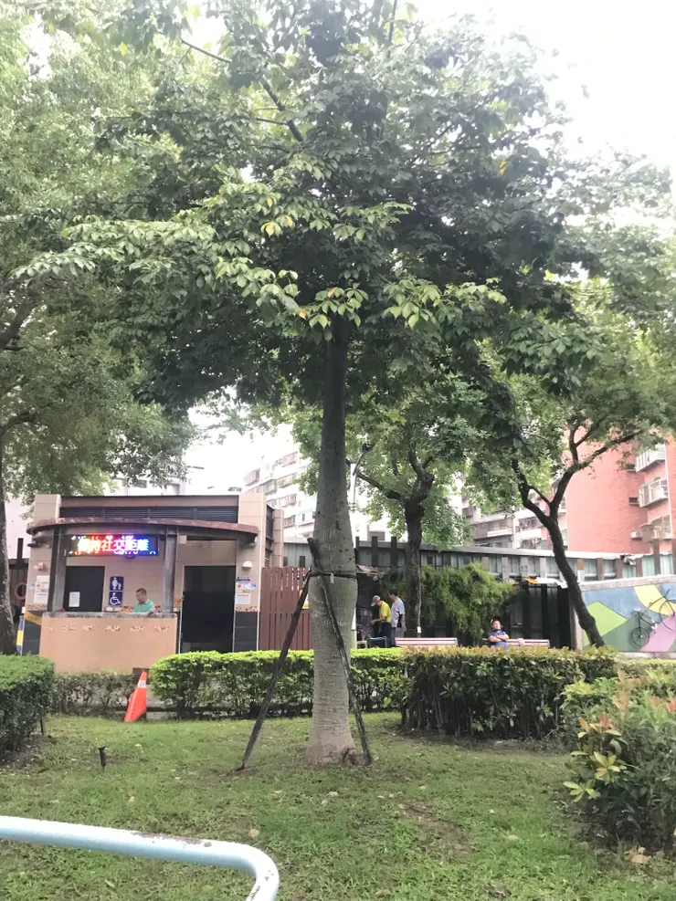 新莊建安公園小美人樹