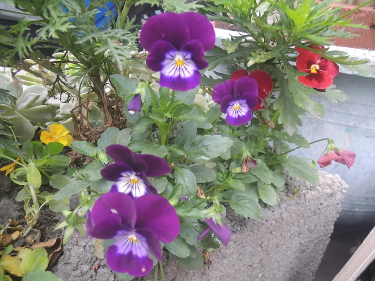 蒔緣花園
