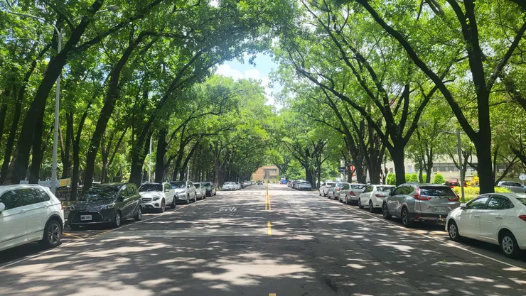 中興大學.後校門綠色隧道