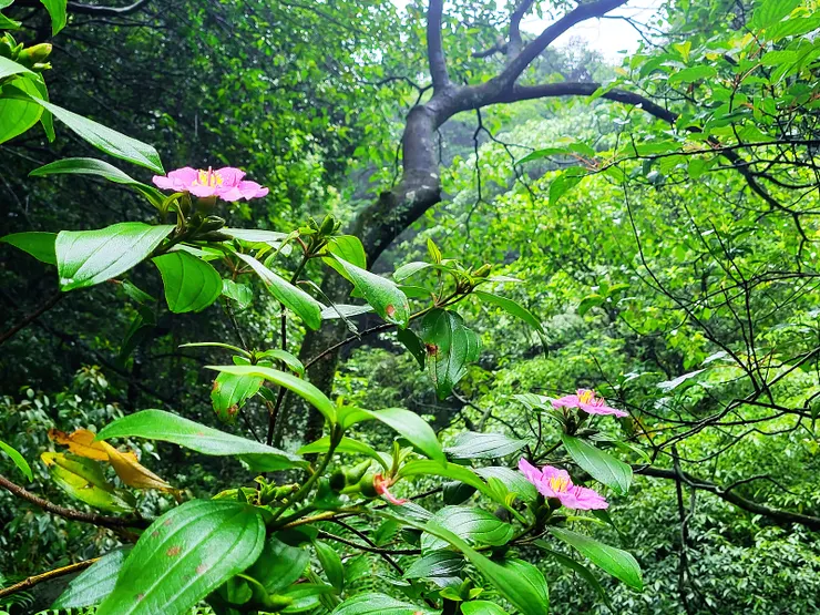 野牡丹（低海拔山區常見的原生灌木，花瓣正常為５瓣)