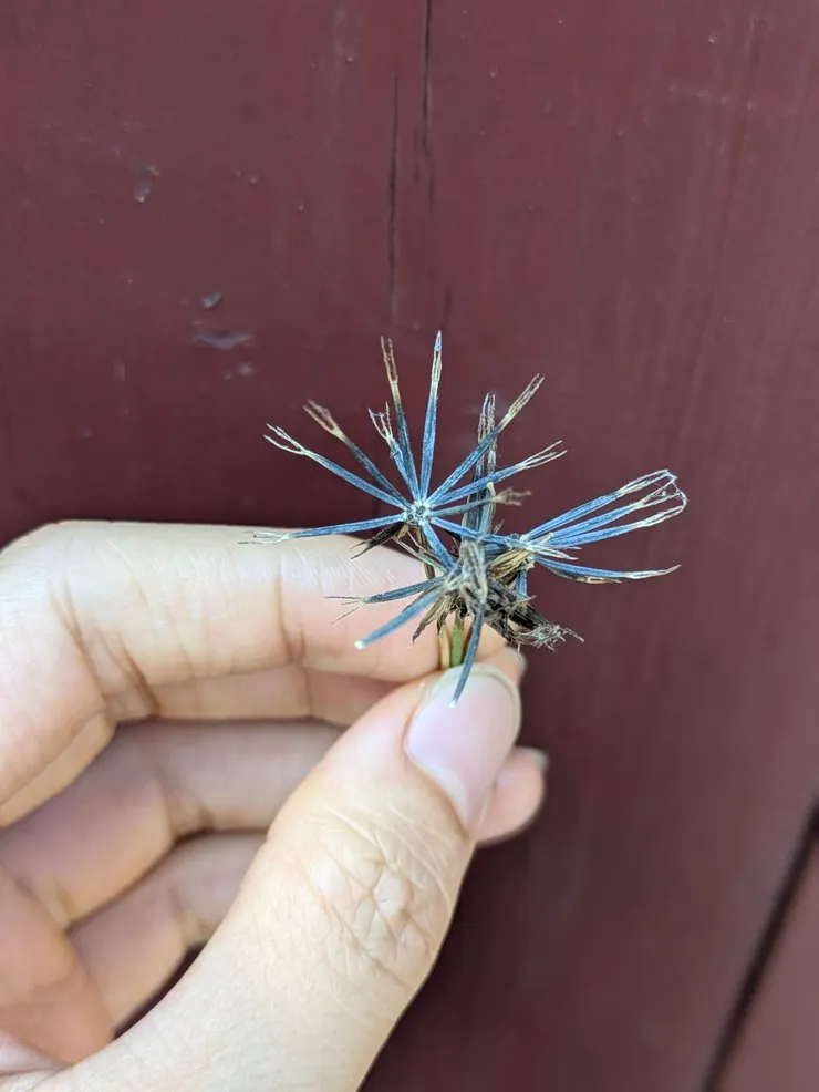 蝦公草的命名很傳神，果實真的很像蝦的腳