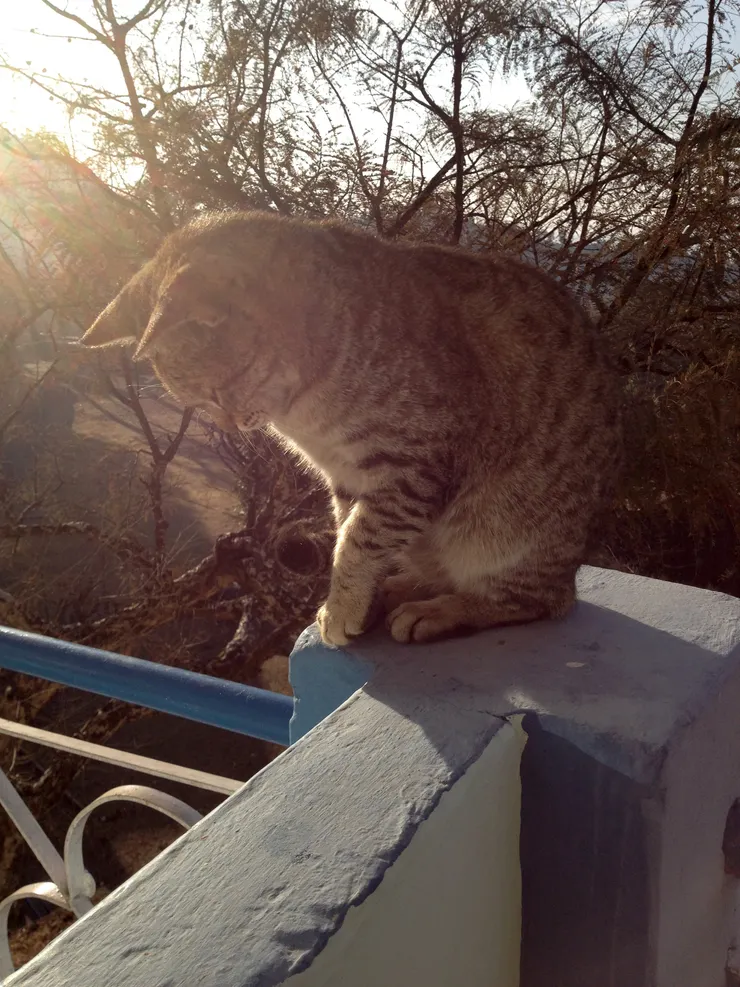 （印度的貓鄰居）