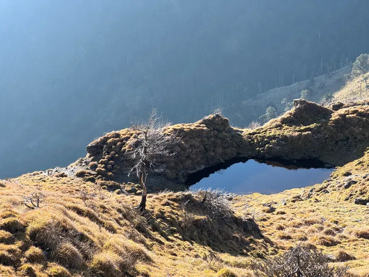 昨天協作來取水的臺灣池。
