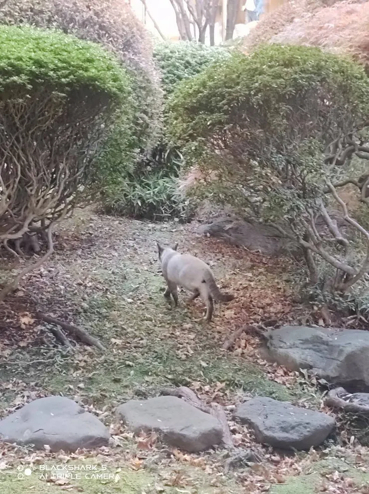 意外在庭院發現的貓
