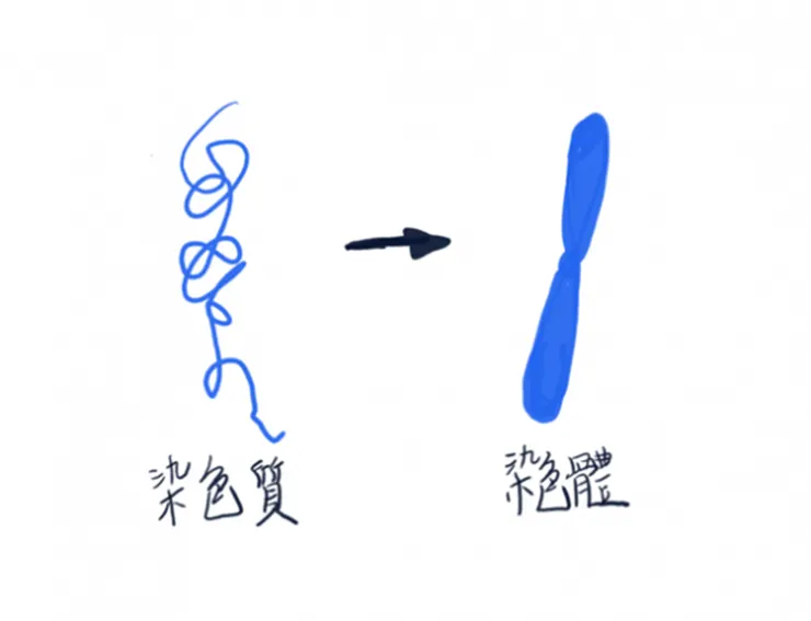 染色質是細絲狀，染色體是短棒狀。 (圖片引自連結內容)