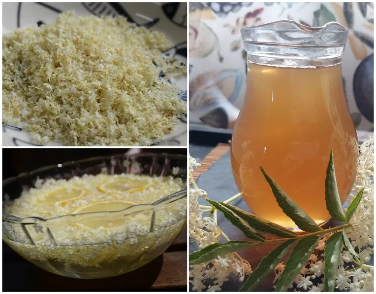 西洋接骨木花糖漿 製法簡圖