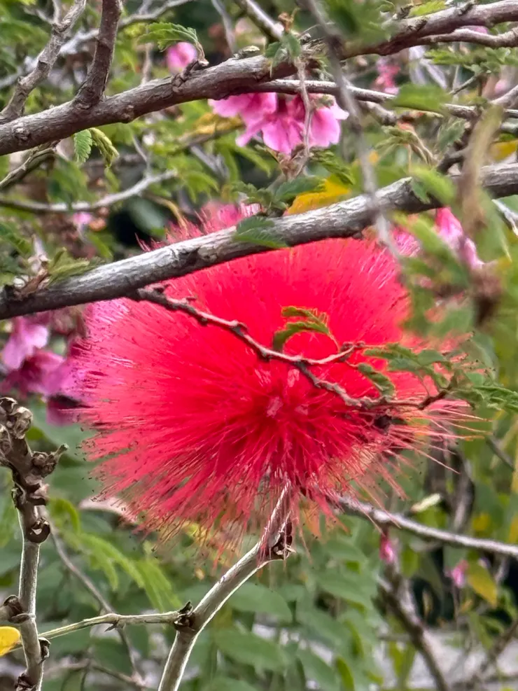 2026/02/19 胭脂花