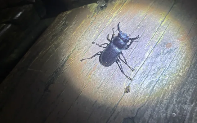 © chin yu 的觀察紀錄